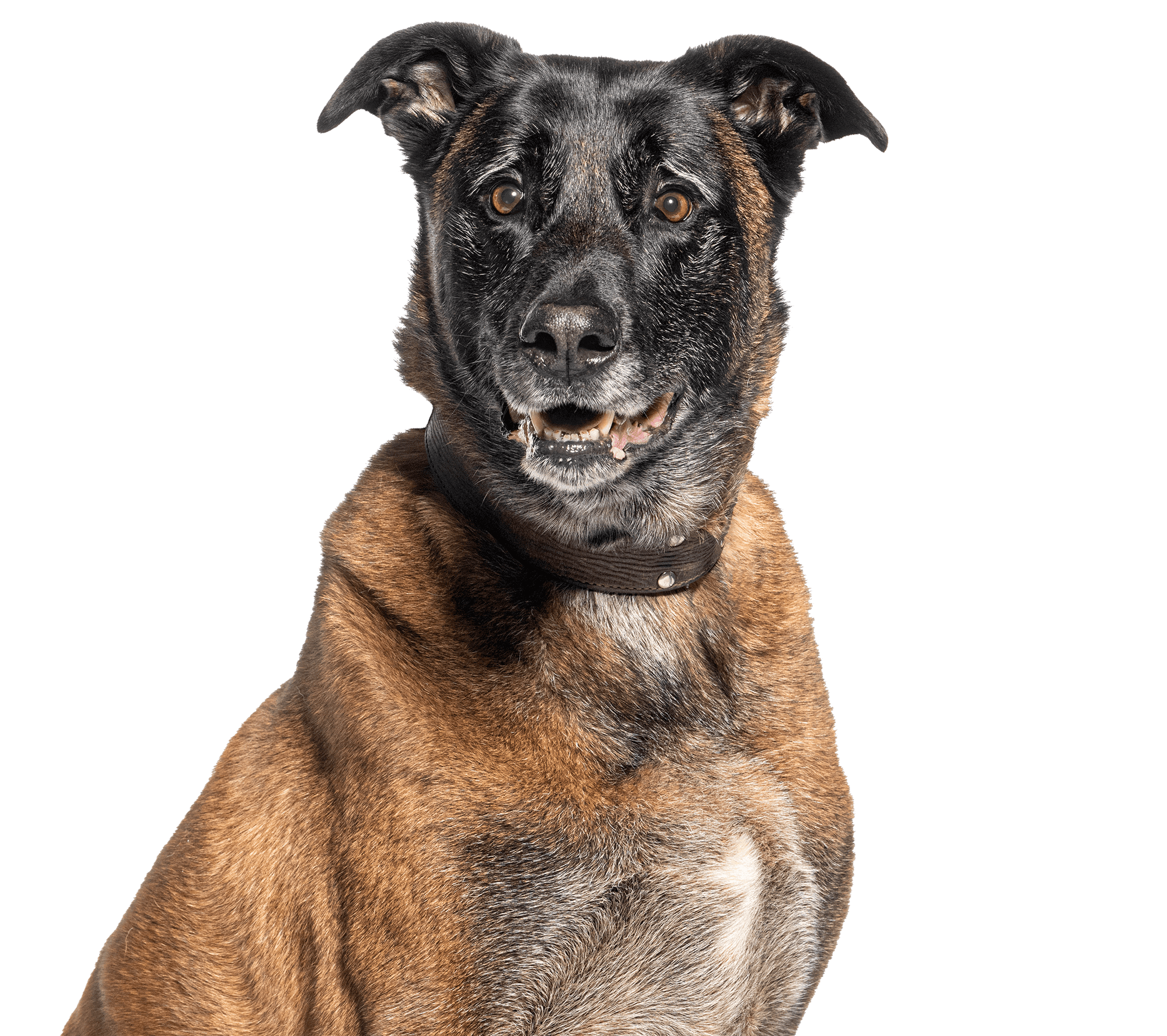 attentive-mixed-breed-dog-portrait-on-white-backgr-2024-04-04-19-24-58-utc - - ----- attentive-mixed-breed-dog-portrait-on-white-backgr-2024-04-04-19-24-58-utc – – —–