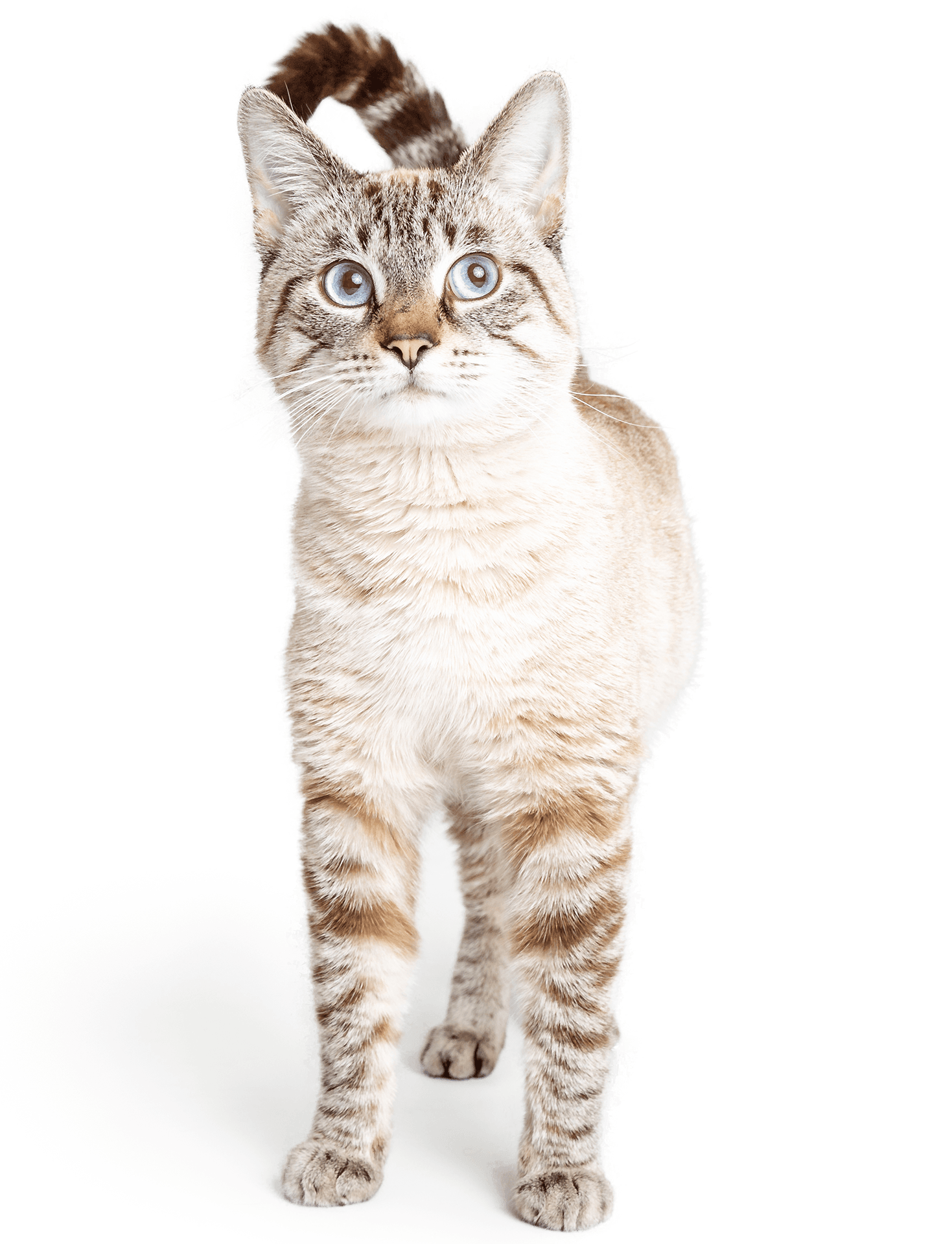 cat-white-with-brown-stripes-standing-isolated-2023-11-27-04-50-13-utc cat-white-with-brown-stripes-standing-isolated-2023-11-27-04-50-13-utc